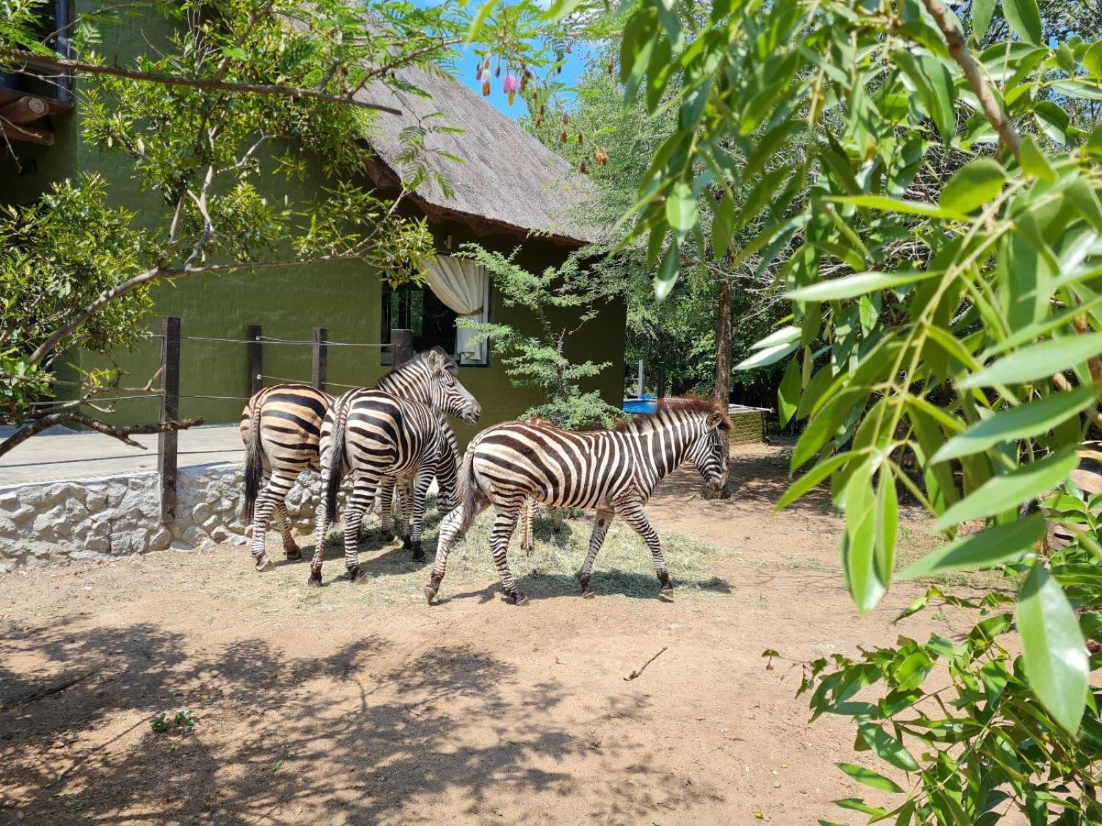Croc Orvyll'S Kruger Lodge Marloth Park Exterior foto