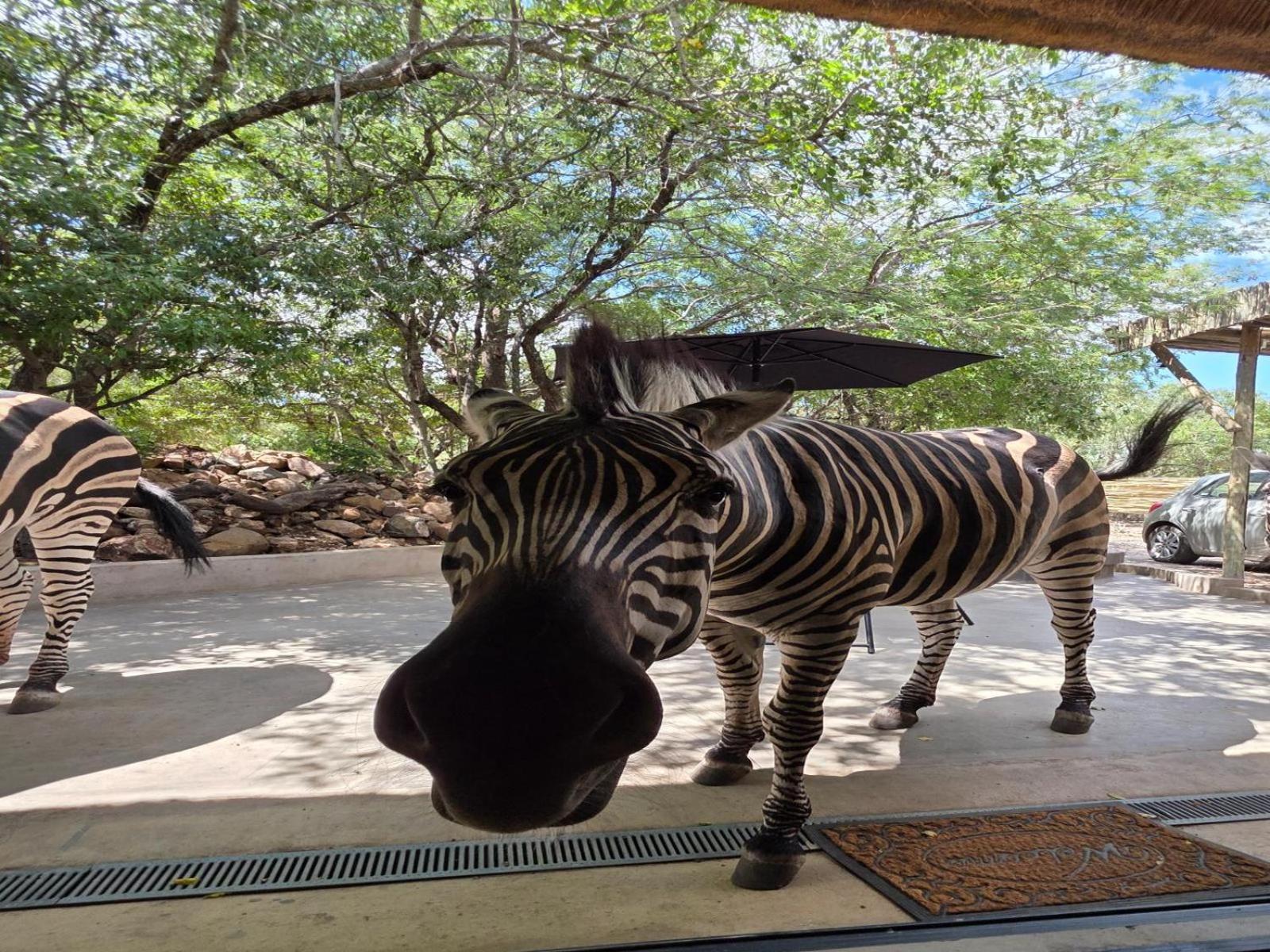 Croc Orvyll'S Kruger Lodge Marloth Park Exterior foto